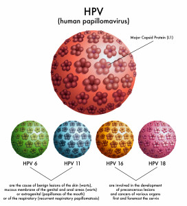 HPV papilloma virus